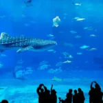 Dubai Frame: A Portal Between the Old and New