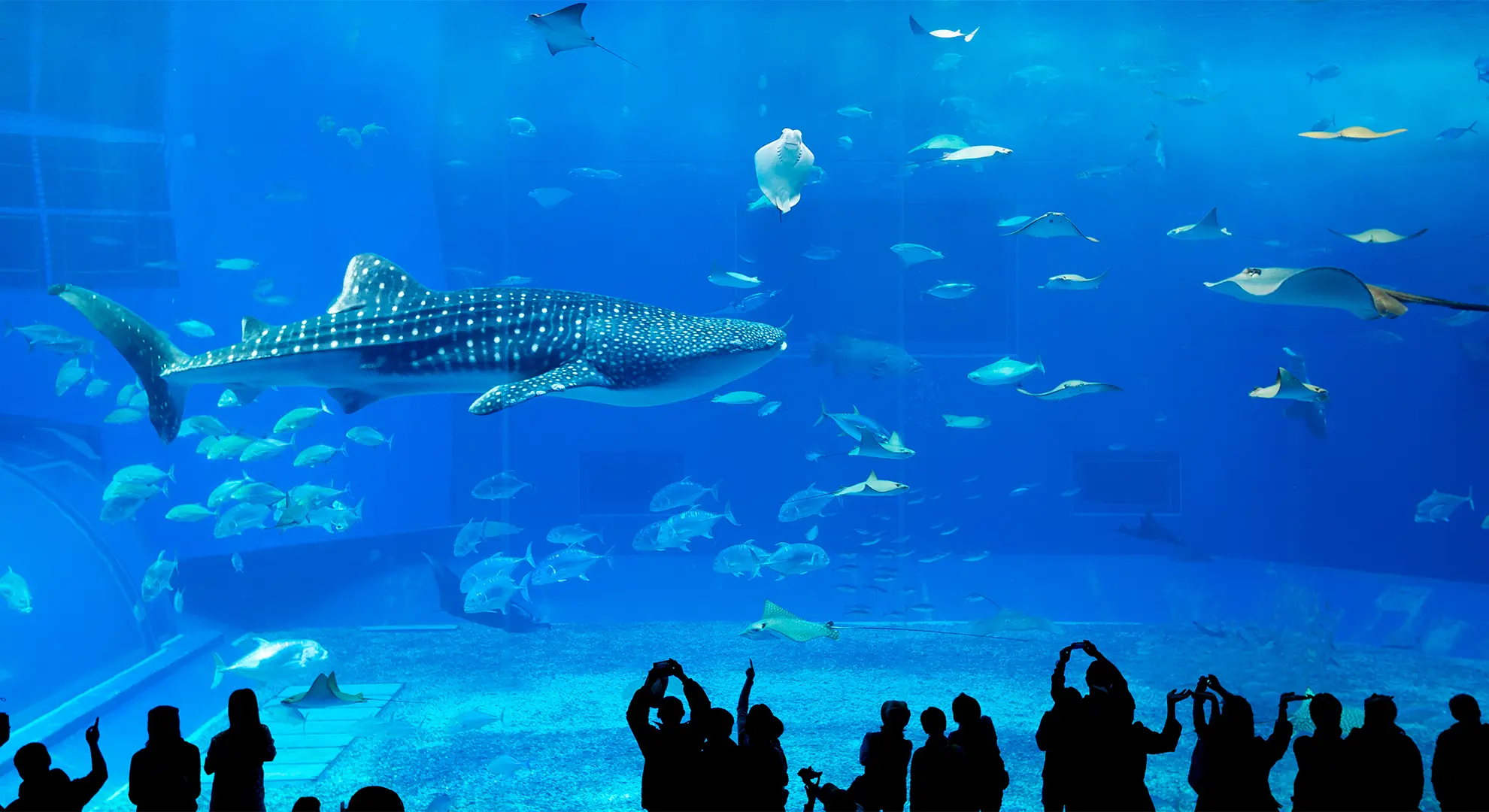 DUBAI AQUARIUM AND UNDERWATER ZOO